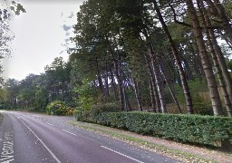 Touquet : plusieurs arbres vieillissants vont être abattus