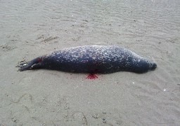 Un phoque abattu au fusil de chasse sur la plage du Touquet 