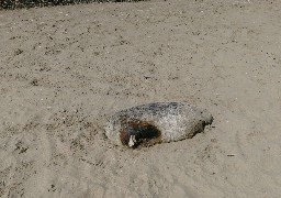 Un phoque décapité découvert sur la plage de Gravelines.