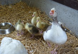 Au zoo de Fort-Mardyck, de nouveaux petits animaux sont arrivés !