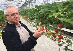 Escapade gourmande: à la découverte des fraises de Montéchor