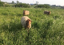 Un mouton a disparu à la Citadelle de Calais