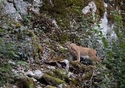 Tarif exceptionnel au Zoo de Fort Mardyck pour préserver les espèces menacées