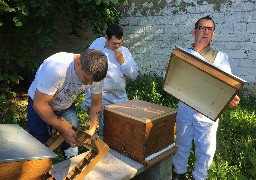 Des ruches d'abeilles ont été installées à Berck et à Verton