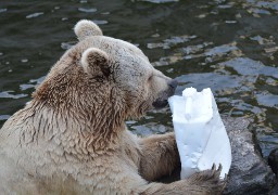 Les ours du Zoo de Fort Mardyck transférés en 2019 dans un autre zoo.