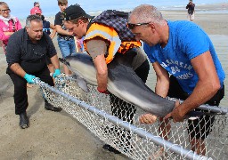 Un dauphin secouru sur la plage de Berck