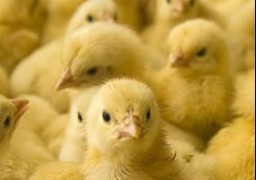 21000 poussins périssent dans l'incendie d'un poulailler industriel.