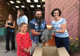 A Dunkerque, une centaine de poules distribuée à des familles !