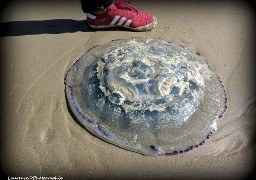 Berck : une belle et grande méduse découverte sur la plage