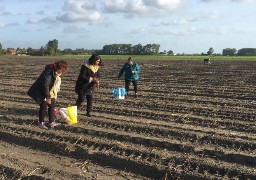 A Pitgam, un agriculteur organise le glanage de pommes de terre.