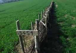 Haut-Pays du Montreuillois: 3ème phase de travaux pour lutter contre le ruissellement et l'érosion des sols