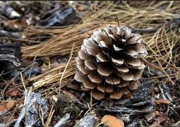 Montreuillois: les animations de Noël du week-end