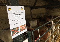 Touquet: les chevaux du centre équestre en quarantaine à cause de cas de grippe équine