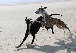 Gouy-Saint-André : le couple Legrand présentera ses lévriers whippet au Salon de l'Agriculture