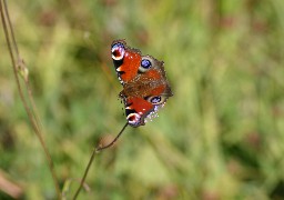 Etaples va faire un état des lieux de sa faune et sa flore