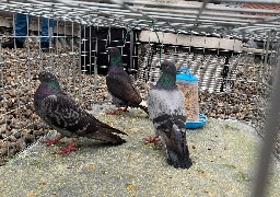 Etaples lance un plan d'action pour réguler la population de pigeons