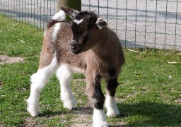 Zoo de Fort-Mardyck : votez pour le nom des chevreaux !