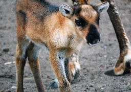 Votez pour le nom du bébé renne du zoo de Fort-Mardyck