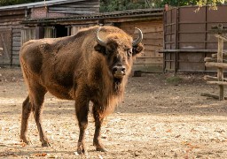 Le bison d'Europe de Bellewaerde Ipolite réintroduit dans la nature en Azerbaïdjan