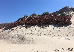 Oye-Plage : des sapins pour protéger le cordon dunaire 