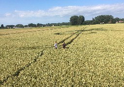 Reportage à Nielles-lès-Ardres pour découvrir les crop circle 