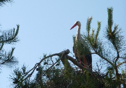 C’est le moment d’observer la migration des cigognes au Parc du Marquenterre.