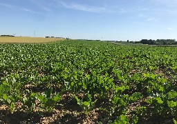 Un développement encourageant pour l'agriculture bio en Hauts-de-France