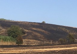 60 hectares d'un champ de blé ont pris feu à Neuville-sous-Montreuil