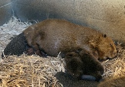 Deux naissances chez les castors d'Europe au Zoo de Fort-Mardyck