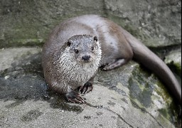 Le zoo de Fort-Mardyck propose 3 week-ends à 1,5€ du 19 octobre au 3 novembre