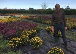  Depuis 90 ans, les serres Beyaert produisent leurs chrysanthèmes à Dunkerque. 