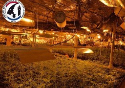 Saisie record de 8000 pieds de cannabis à Roubaix