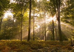 Balade en forêt de Crécy à la recherche de champignons...