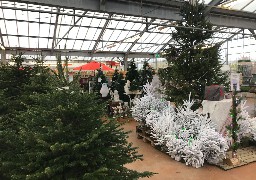 Au Côté Nature d'Abbeville, les premiers achats de sapins commencent doucement