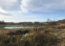 Pendant les vacances de Noël, venez découvrir les oiseaux venus hiverner au Parc du Marquenterre