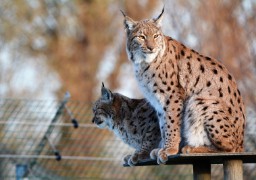 Le parc zoologique de Fort-Mardyck rouvre ses portes ce week end. 