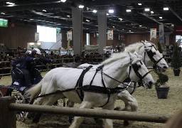 Salon de l'Agriculture: Amandine Debove, décroche la 3ème place du trophée par paire avec les chevaux boulonnais