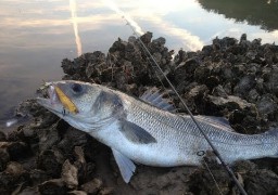 Trois individus interpellés près de la centrale de Gravelines pour trafic de poissons