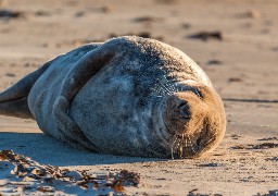 Un phoque se repose sur la plage de Dunkerque. N'approchez-pas. 