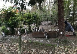 Au zoo d'Amiens, on s'adapte aussi au confinement