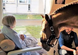 Calais: le cheval Peyo à la télévision ce lundi soir 