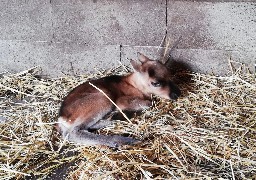 Naissance d'un faon au parc zoologique Fort-Mardyck