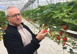 Montreuillois: c'est la pleine saison des fraises à la ferme de Montéchor