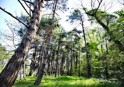 La forêt du Touquet de nouveau ouverte à la promenade et au sport individuel dès samedi