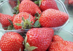 A Landrethun les Ardres, c’est la pleine saison à la ferme des fraisiers !