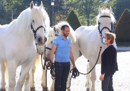 Des chevaux boulonnais ayant frôlé la mort s'offrent une seconde vie en patrouillant sur la plage de Calais