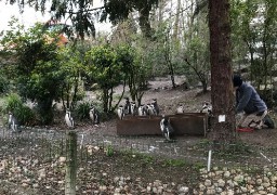 Déconfinement : Les animaux du zoo d'Amiens retrouvent leurs visiteurs !