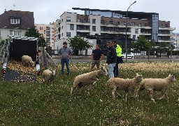 Des moutons de race boulonnaise ont pris leurs quartiers près de la plage de Calais