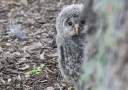 Zoo d'Amiens : dans le cadre d'un projet de réintroduction, 4 chouettes de l'Oural vont être transférées en Allemagne