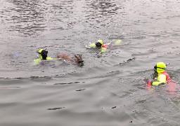 Nord : un jeune chevreuil sauvé des eaux par les pompiers